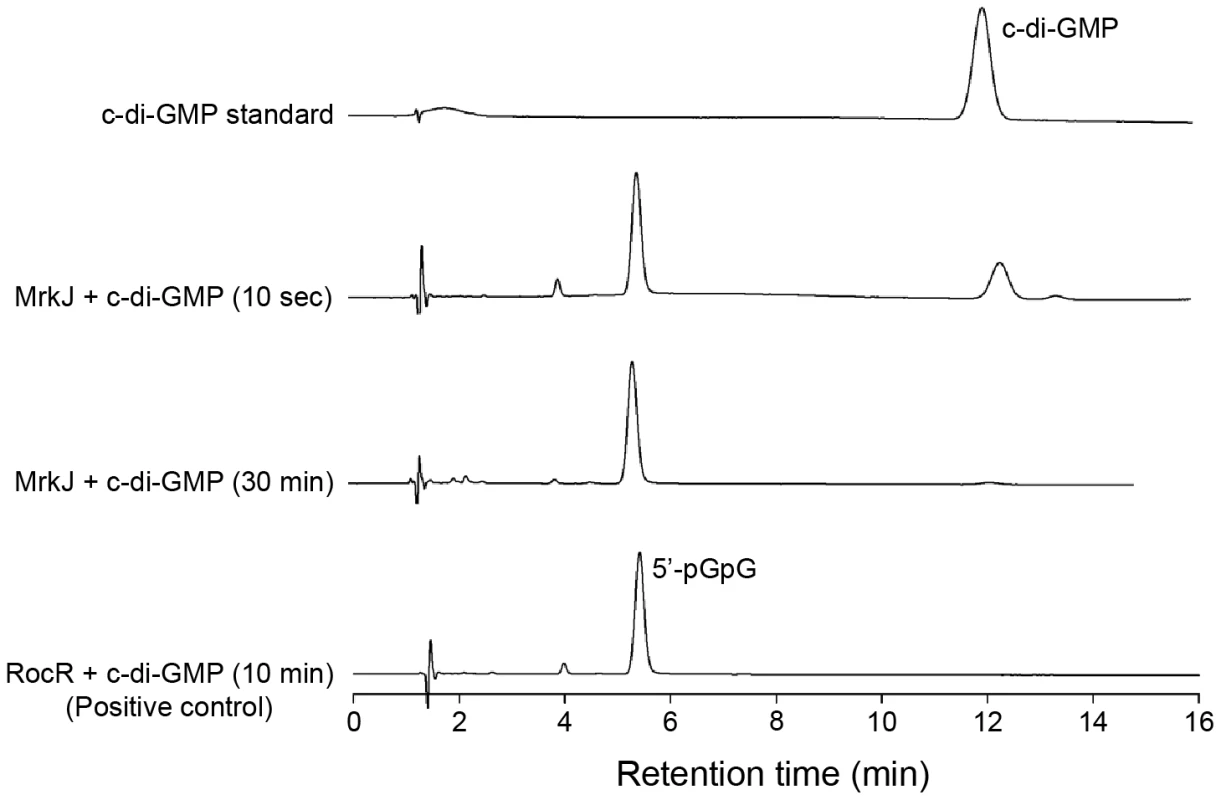 MrkJ displays strong phosphodiesterase activity.