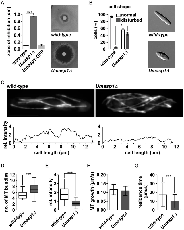Loss of <i>Umasp1</i> causes aberrant morphology of and altered MT organization in <i>U. maydis</i> yeast cells.