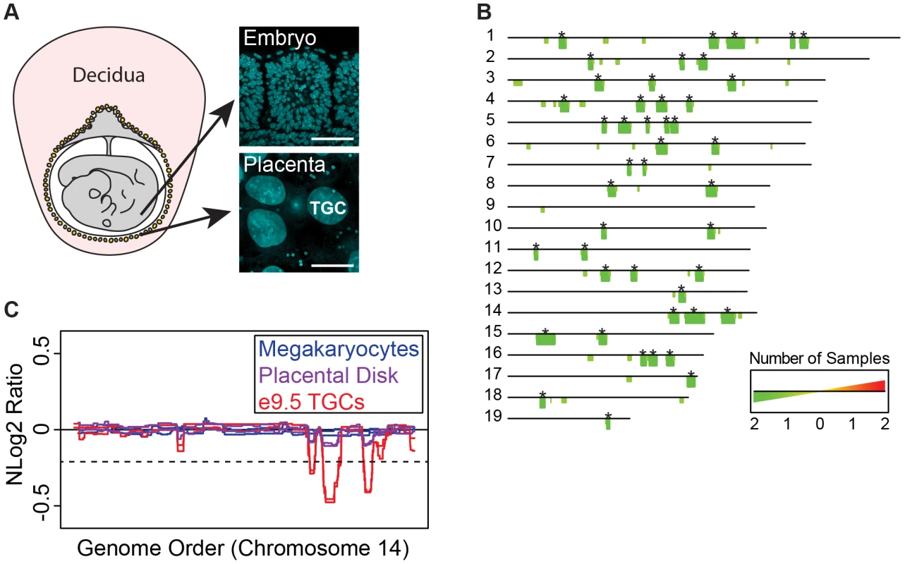 UR domains are specific to TGCs.