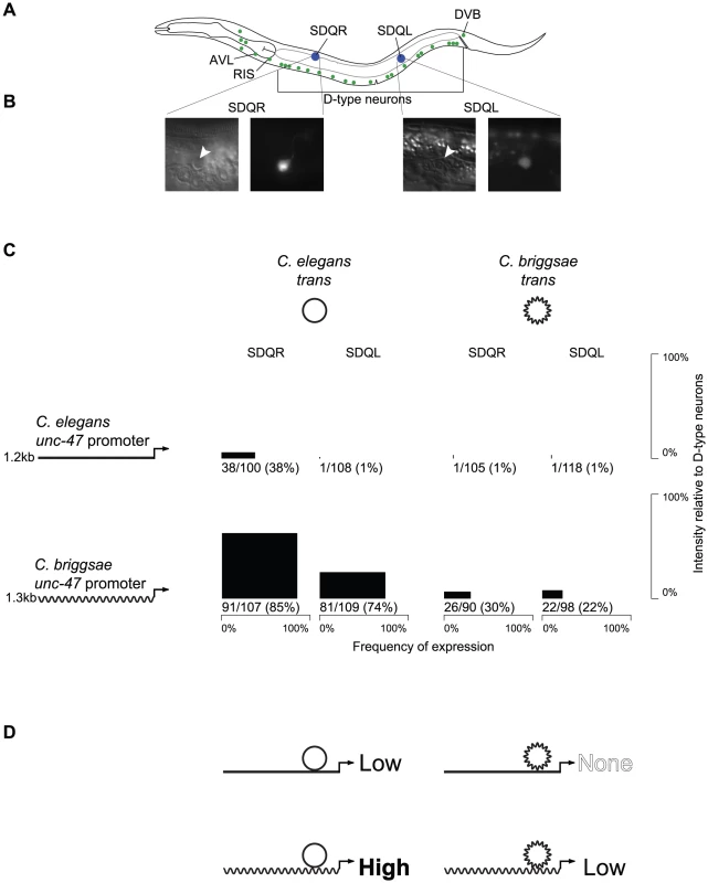 The expression pattern of <i>unc-47</i> is conserved despite divergent regulation.