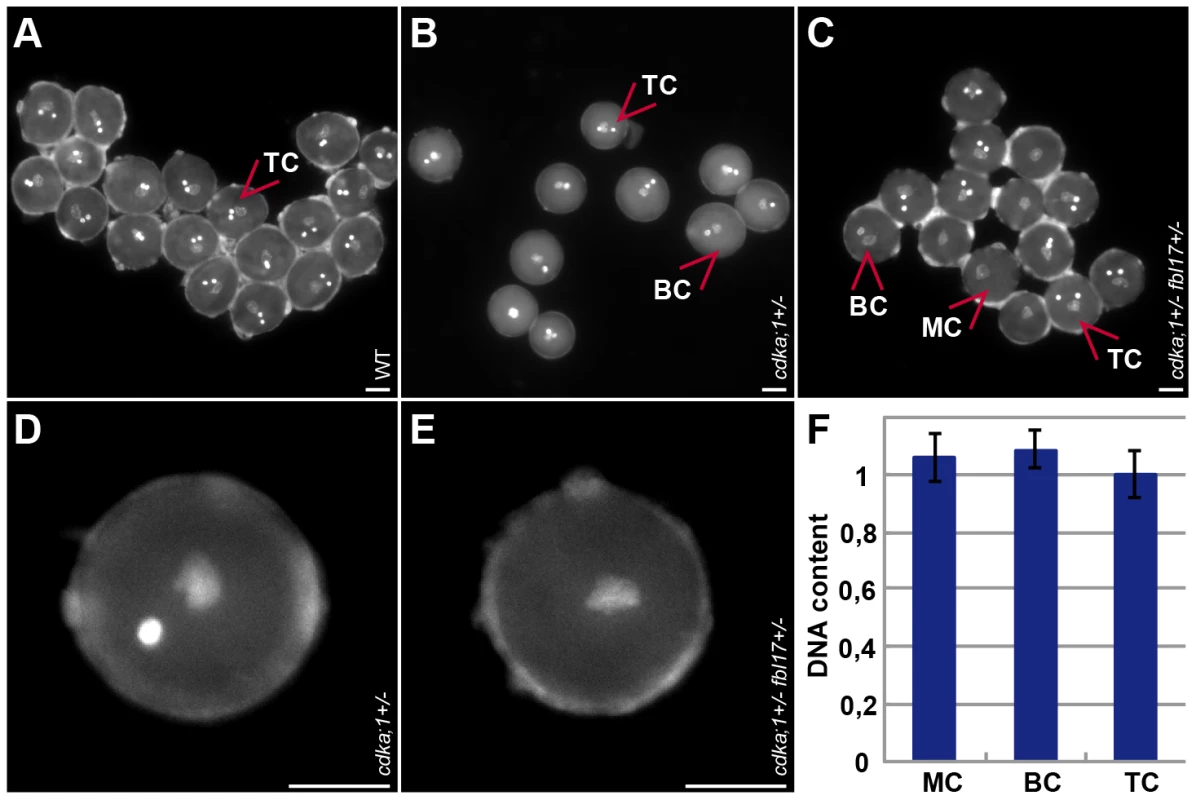 Pollen phenotypes of mutants for components of the G1/S phase control module.