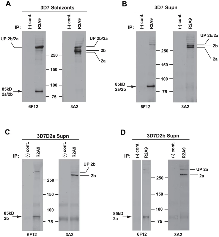 Both PfRh2a and PfRh2b proteins form a complex with the 85 kDa processed product.