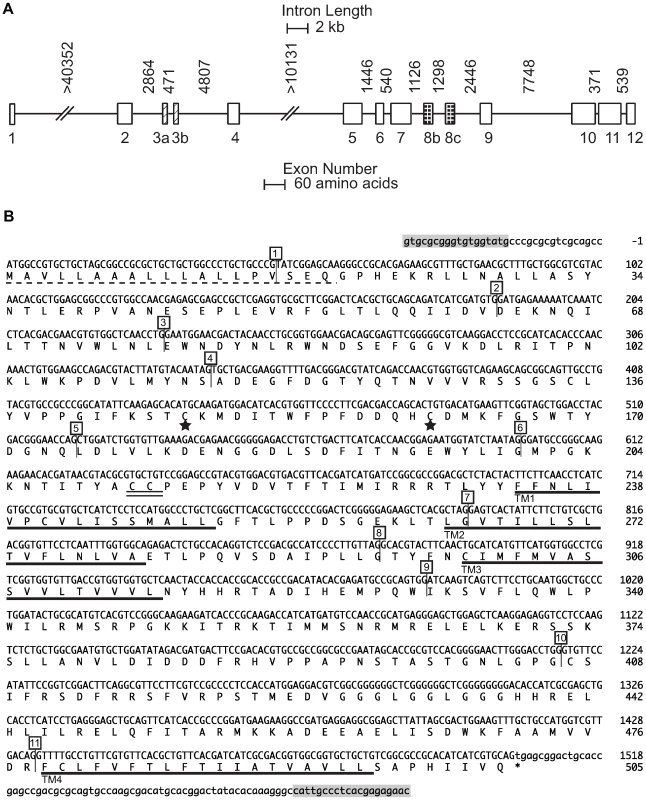 <i>nAChR Pxα6 g</i>ene and coding sequence.