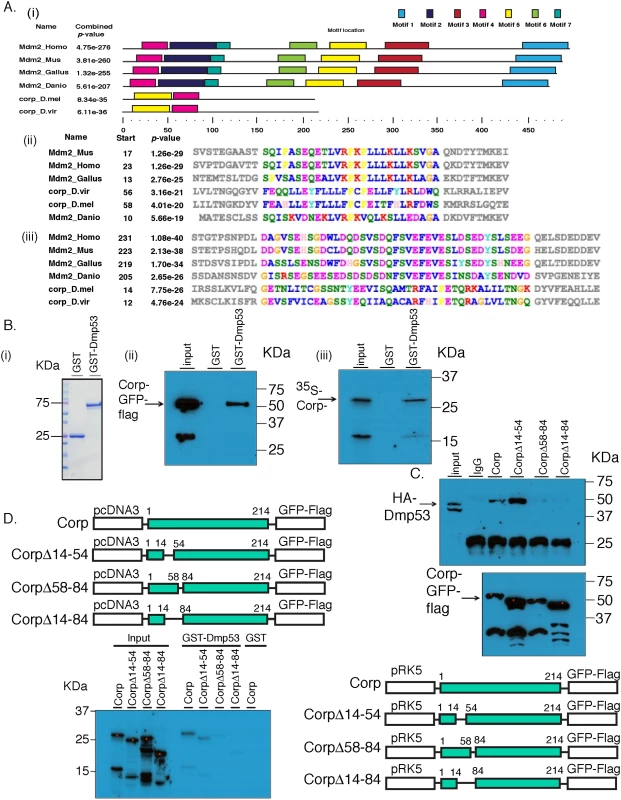 Corp interacts with P53 through a motif shared with Mdm2.