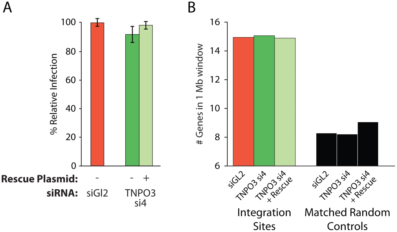 Depletion of Transportin-3 does not alter MLV integration targeting.