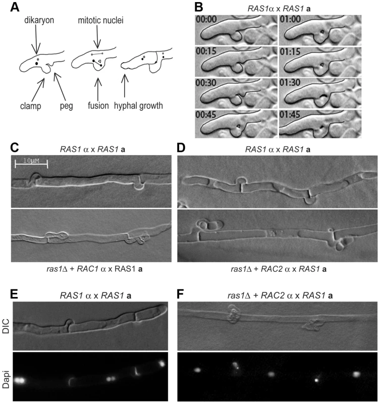 Clamp cell morphogenesis during <i>C. neoformans</i> hyphal development.