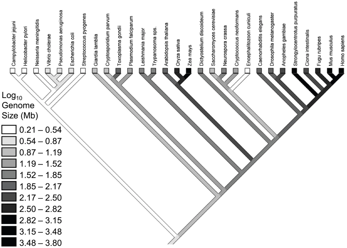 Phylogeny for the species in the Lynch &amp; Conery dataset <em class="ref">[<b>7</b>]</em>, with a reconstruction of genome sizes.