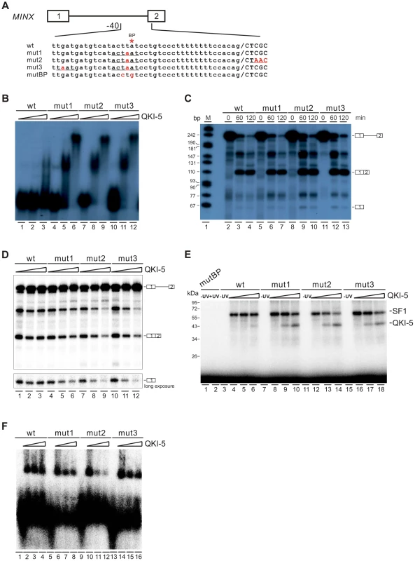 QKI-5 represses splicing by selectively competing with SF1.
