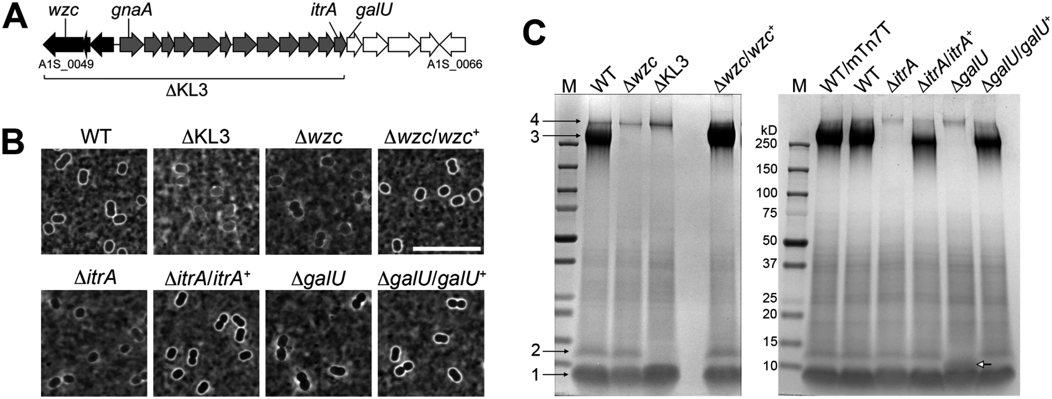 <i>A</i>. <i>baumannii</i> K locus genes determine major surface polysaccharides, including capsular exopolysaccharide and an LPS glycoform.