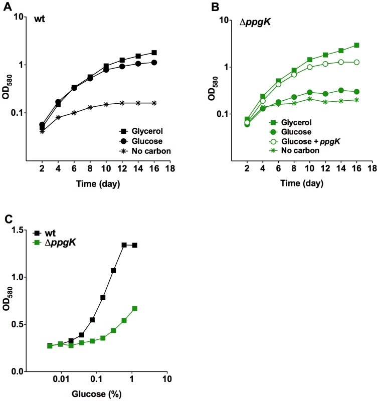PpgK is required for normal growth with glucose as sole carbon source.