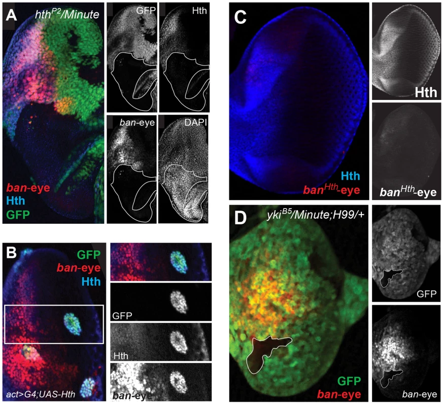 Hth and Yki regulate the <i>bantam</i> eye enhancer.