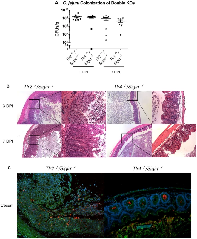 Pathology of <i>Tlr2<sup>−/−</sup>/Sigirr<sup>−/−</sup></i> and <i>Tlr4<sup>−/−</sup>/Sigirr<sup>−/−</sup></i> mice infected with <i>C. jejuni</i>.