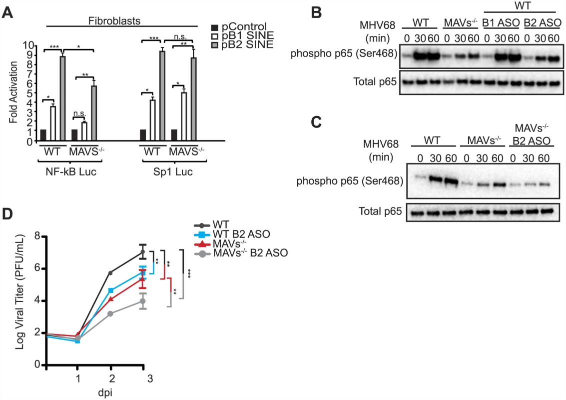 SINE RNAs signal through MAVS to activate NF-κB.