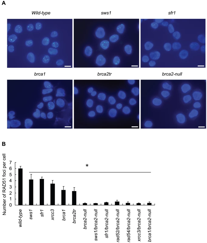 γ-ray–induced Rad51 subnuclear foci in RAD51-mediator mutant cells.