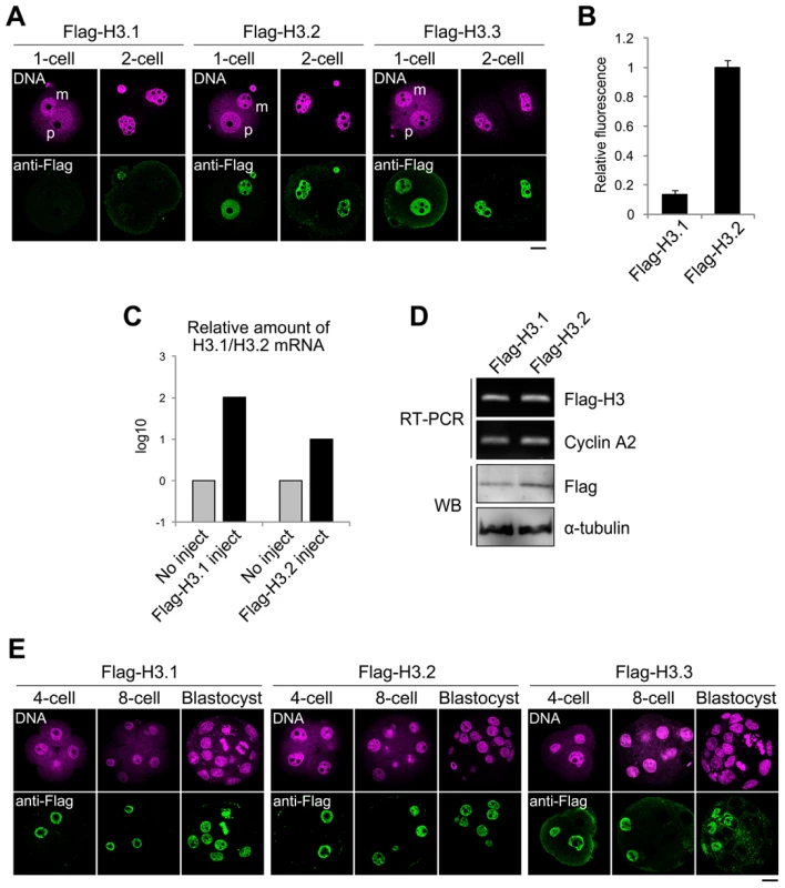 Incorporation of Flag-H3 variants into nuclei in preimplantation embryos.