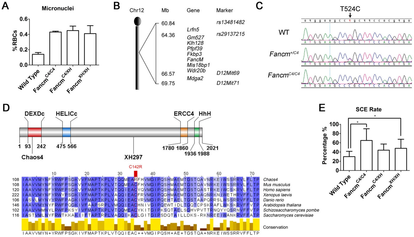 The <i>Chaos4</i> allele is a point mutation in <i>Fancm</i>.