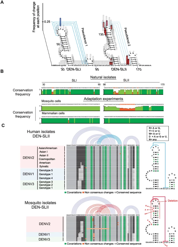 Nucleotide variations detected in experimentally adapted viruses correlate with mutations found in natural isolates.