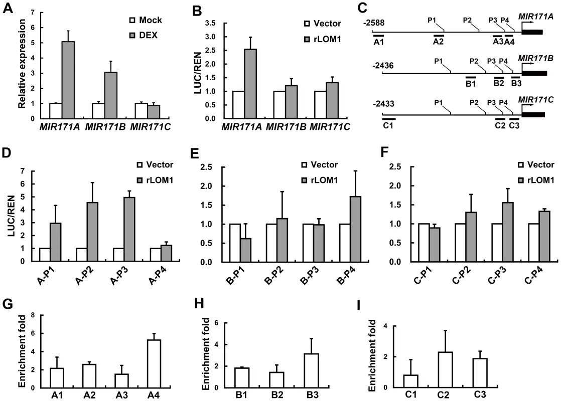 LOM1 directly binds <i>MIR171A</i> promoter.