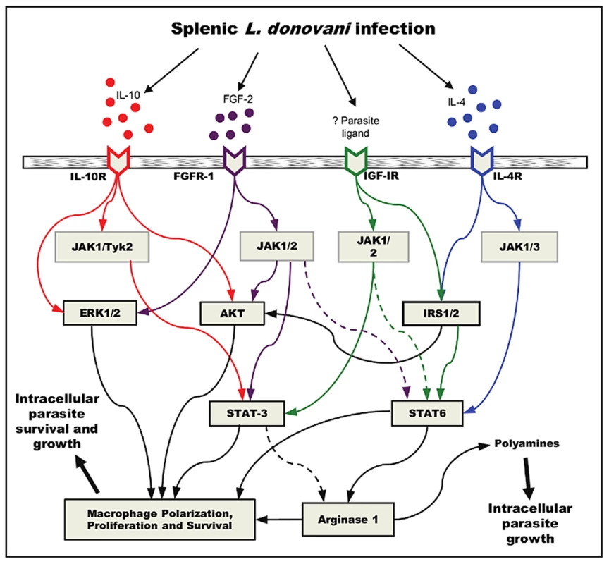 Working model for convergent signaling of growth factors and cytokines in the induction of arg1 in VL.