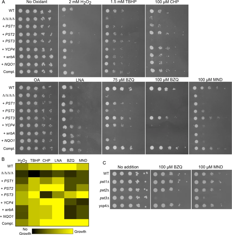 Differential sensitivity to oxidants for <i>C</i>. <i>albicans</i> strains expressing a single FLP gene or the analogous <i>NQO1</i> gene.