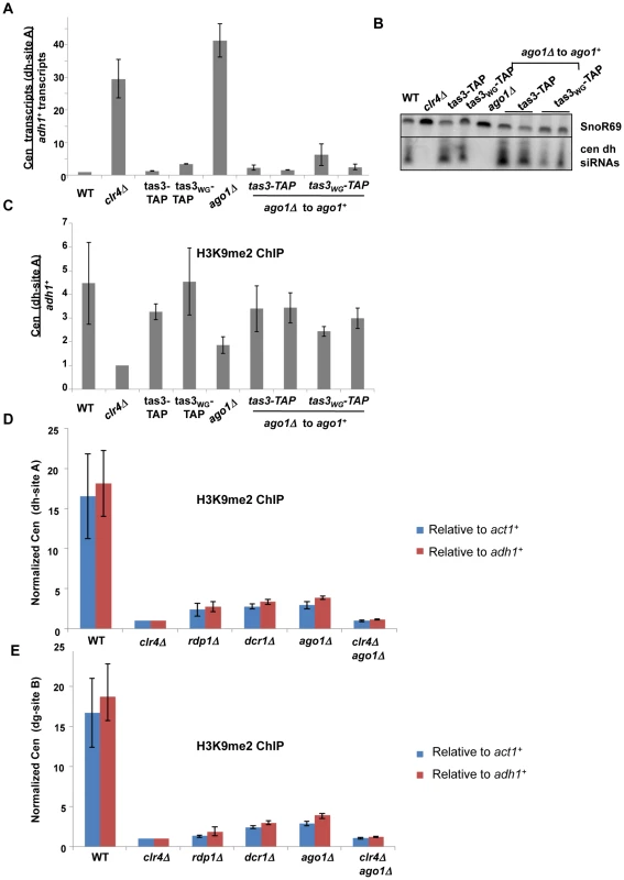 Ago1 reintegration into <i>tas3<sub>WG</sub></i> cells promotes heterochromatin assembly, and <i>ago1</i> null cells retain significant centromeric H3K9me2.