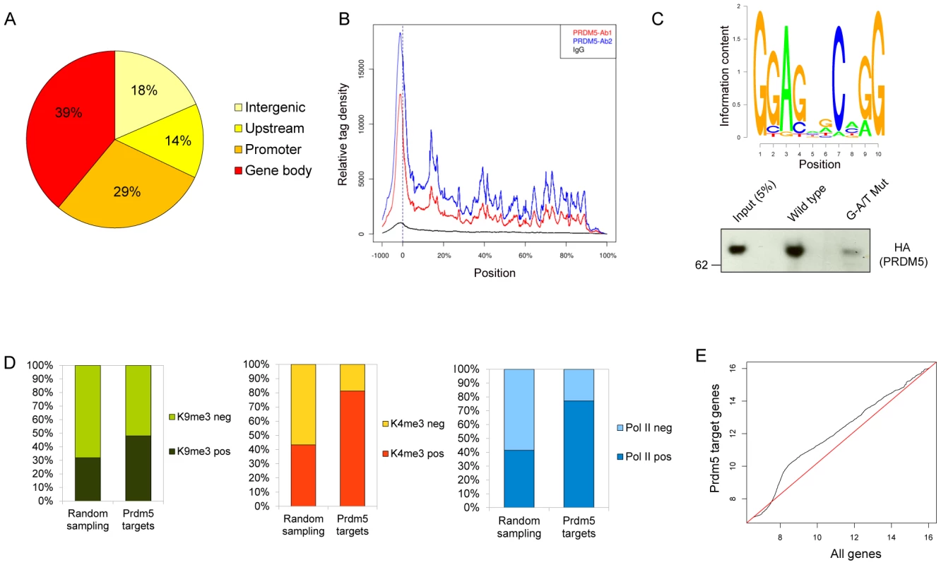 Analyses of Prdm5 chromatin interactions.