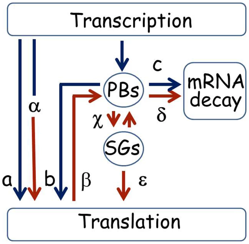Pathways for mRNA under normal and stress conditions.