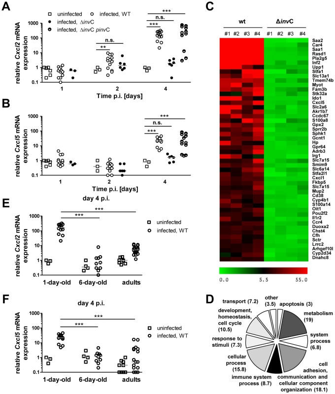 Invasion-associated epithelial innate immune stimulation.