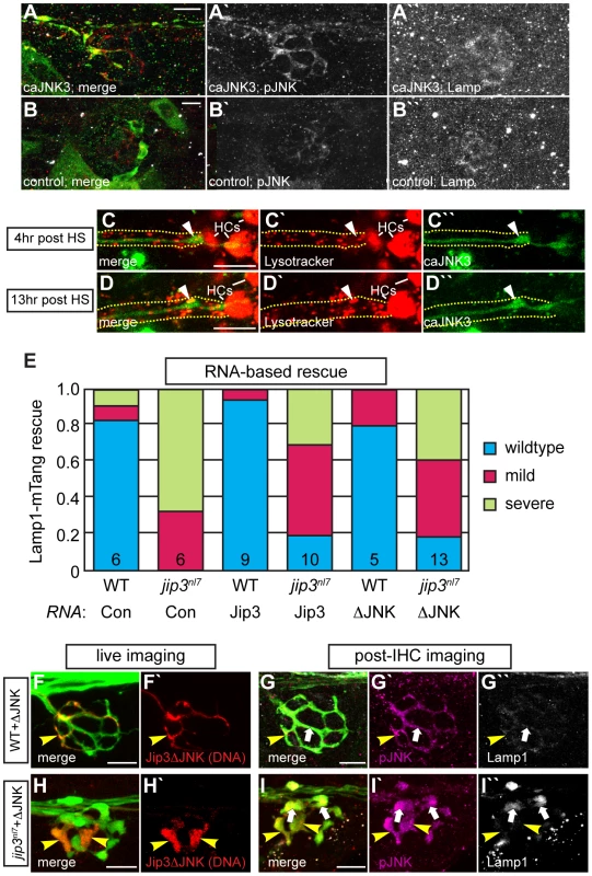 Increased levels of pJNK did not cause lysosome accumulation in <i>jip3<sup>nl7</sup></i>.