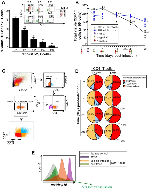 Productive HTLV-1 infection is associated persistence of infectious CD4<sup>+</sup>CD27<sup>neg</sup>CCR7<sup>neg</sup> T cells.