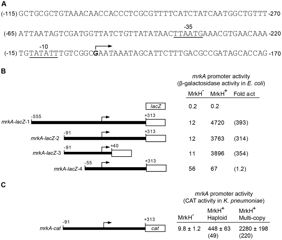 Transcriptional analysis of the <i>mrkA</i> regulatory region.