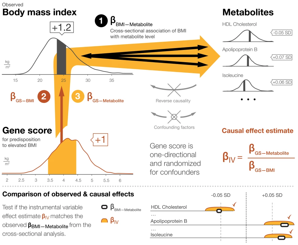Mendelian randomization framework for estimating causal effects of BMI on the systemic metabolite profile.