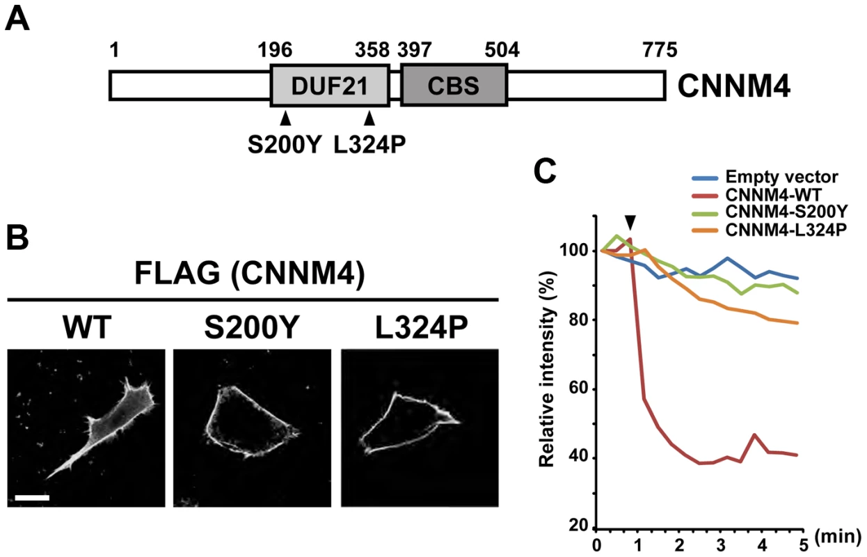 Mutations associated with Jalili syndrome abolish Mg<sup>2+</sup> extrusion.