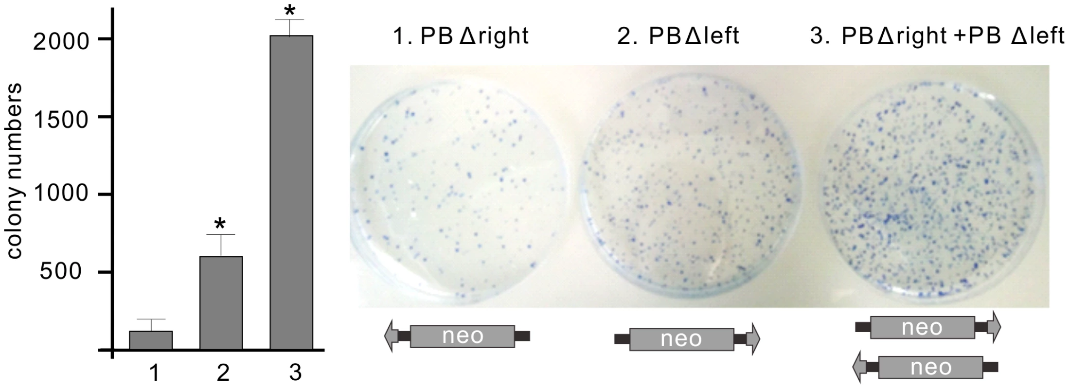 Bimolecular transposition events generated by <i>PB</i>.