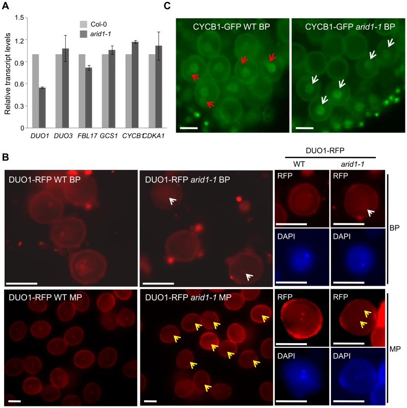 Reduced <i>DUO1</i> and CYCB1 expression in <i>arid1-1</i>.
