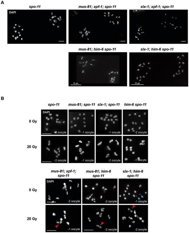 Chromosome linkages depend on SPO-11-induced meiotic double-strand breaks.