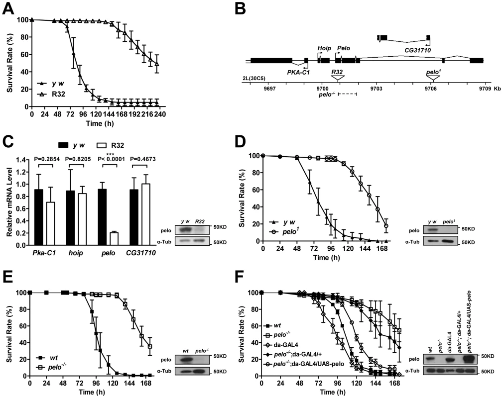 <i>pelo</i> deficiency mediates DCV resistance in adult flies.