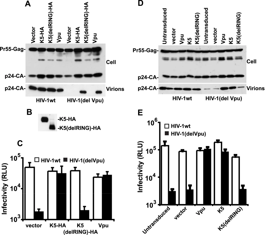 K5 rescues Vpu-defective HIV-1 particle release from tetherin mediated restriction.