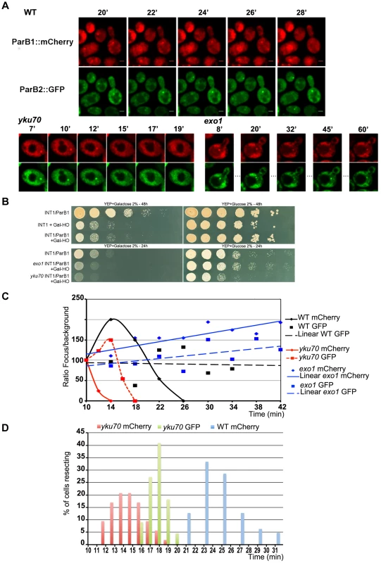 Chromosome dynamics during DNA resection in single yeast cells.