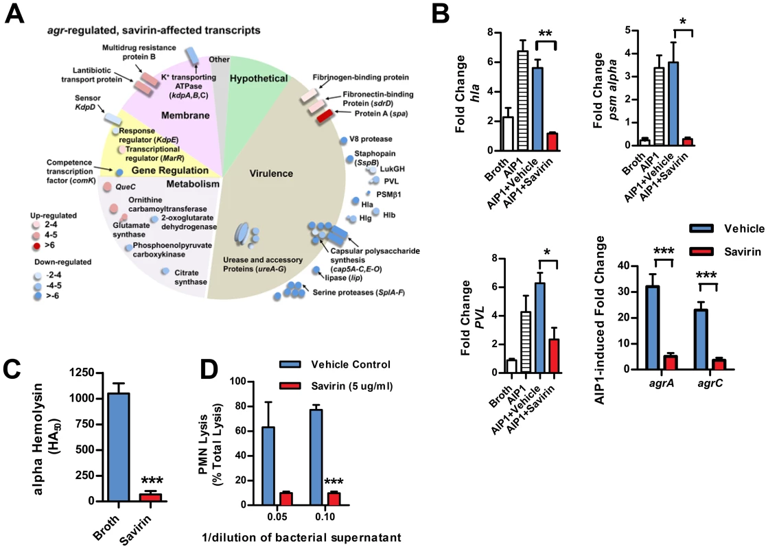 Savirin inhibits <i>agr</i>-regulated gene transcription and secreted virulence factor production.