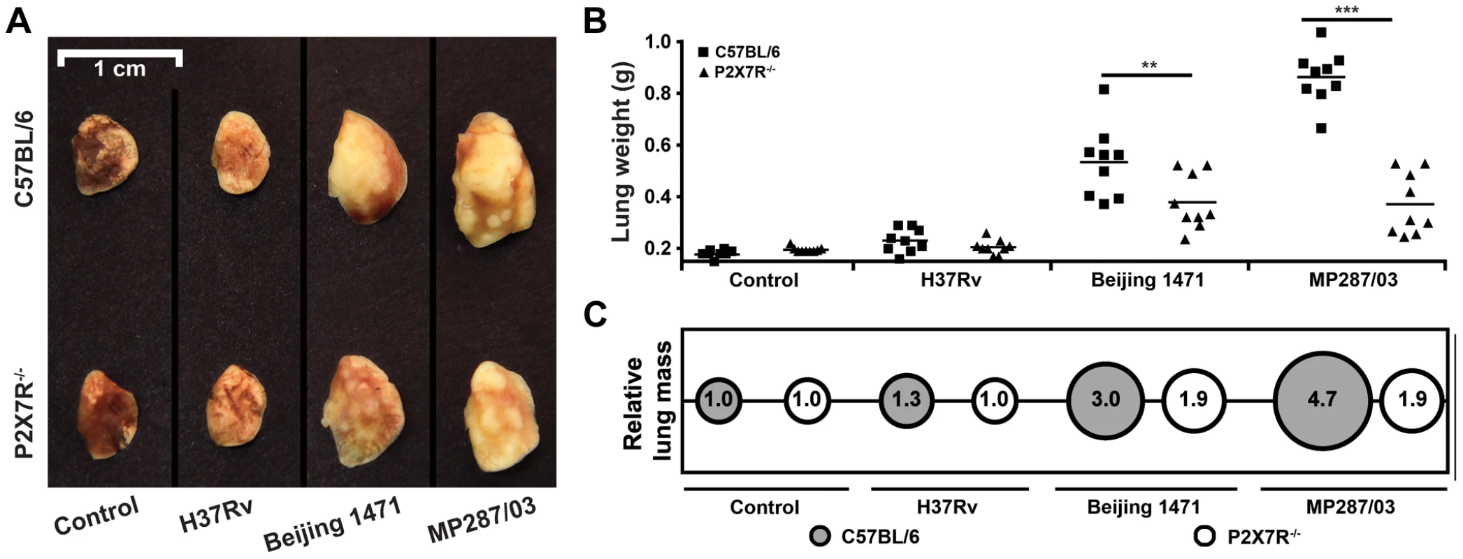 Lung gross pathology in C57BL/6 and P2X7R<sup>−/−</sup> mice on day 28 p.i. with hypervirulent mycobacteria.