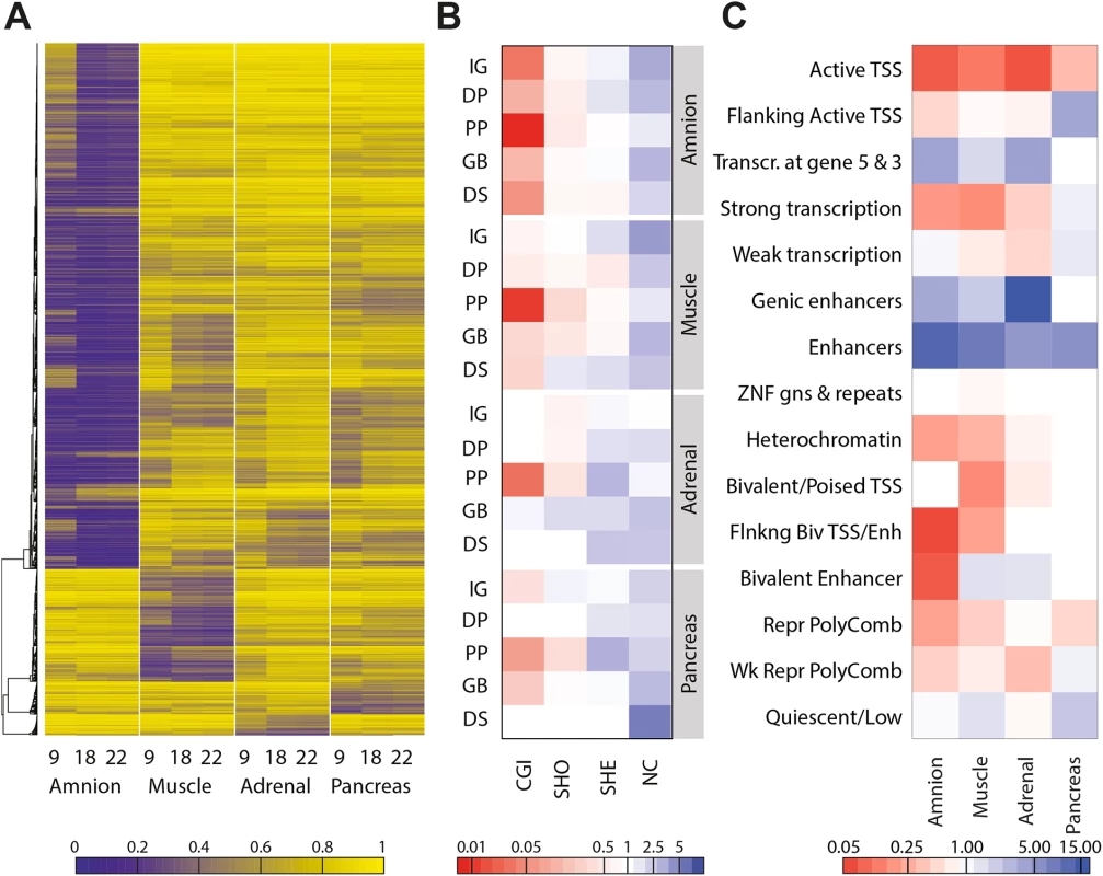 Sets of hypomethylated CpG sites are tissue-specific.