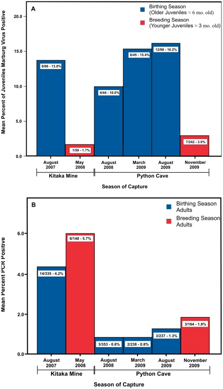 Percent active infection among older and younger juvenile bats and adults.