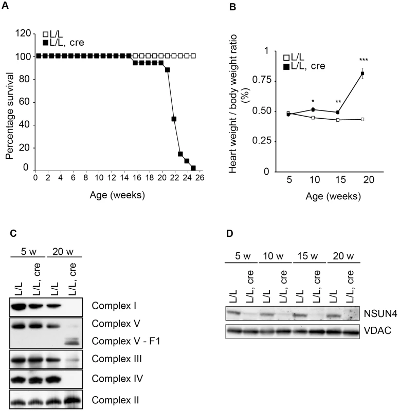 Conditional inactivation of the <i>Nsun4</i> gene in heart and skeletal muscle.