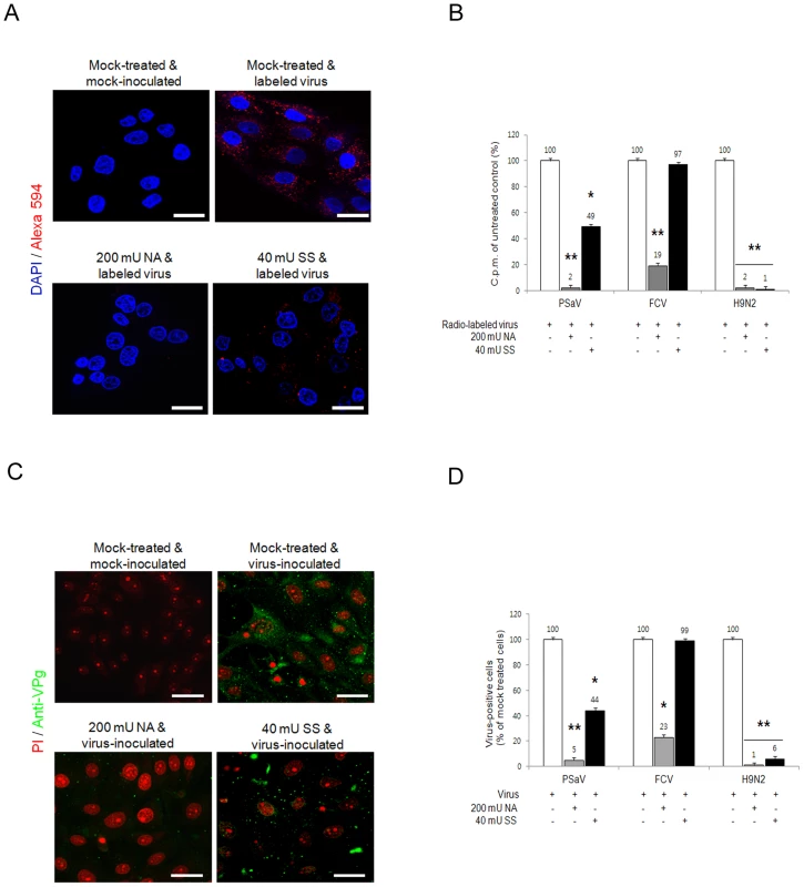 Porcine sapovirus binding and infection requires terminal sialic acids.