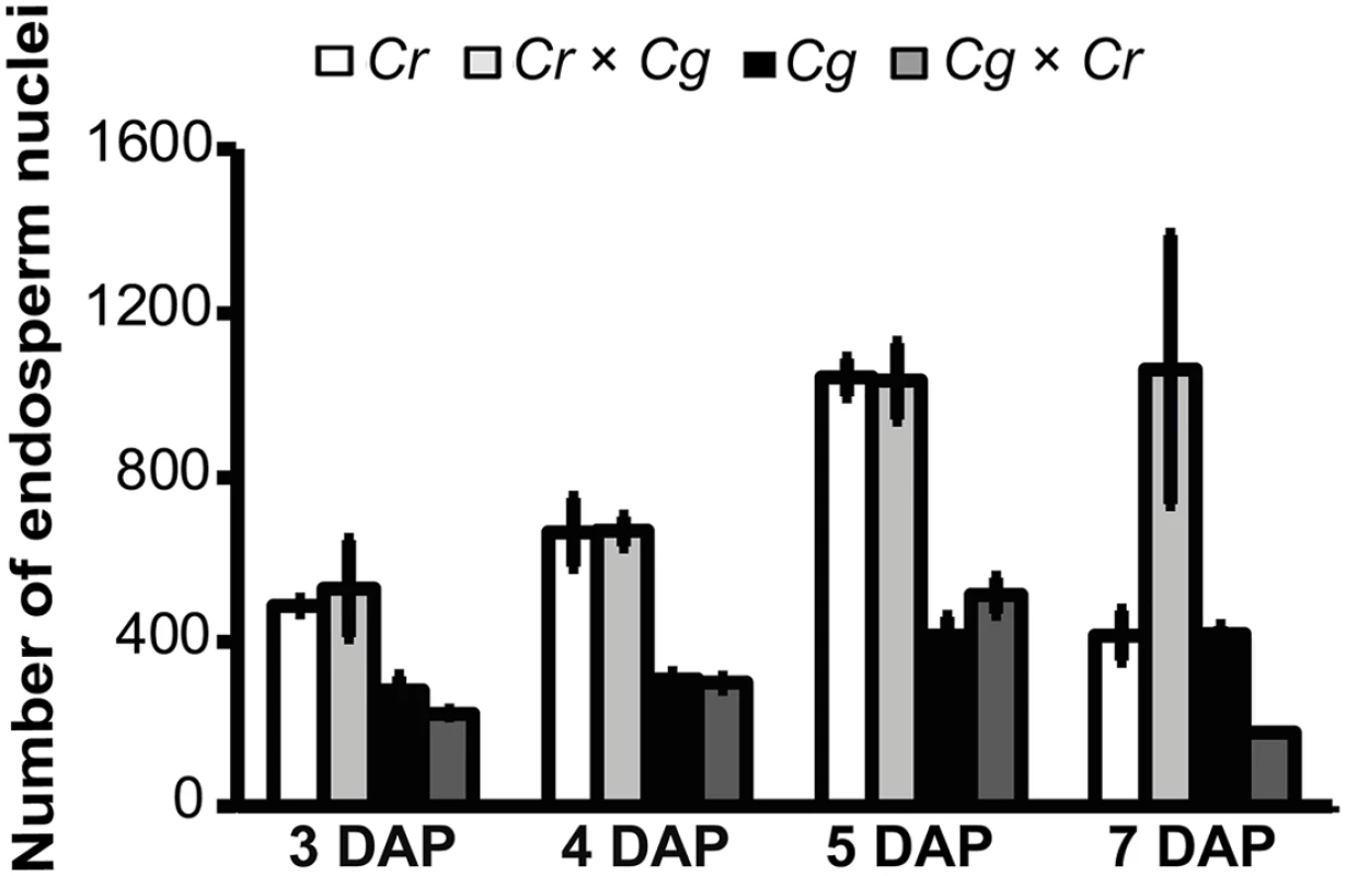 Hybrid seed incompatibility is not a consequence of endosperm proliferation defects.
