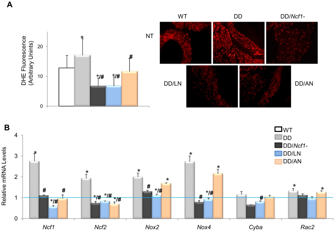 Oxidative stress parameters in ascending aortas of treated and untreated DD mice.