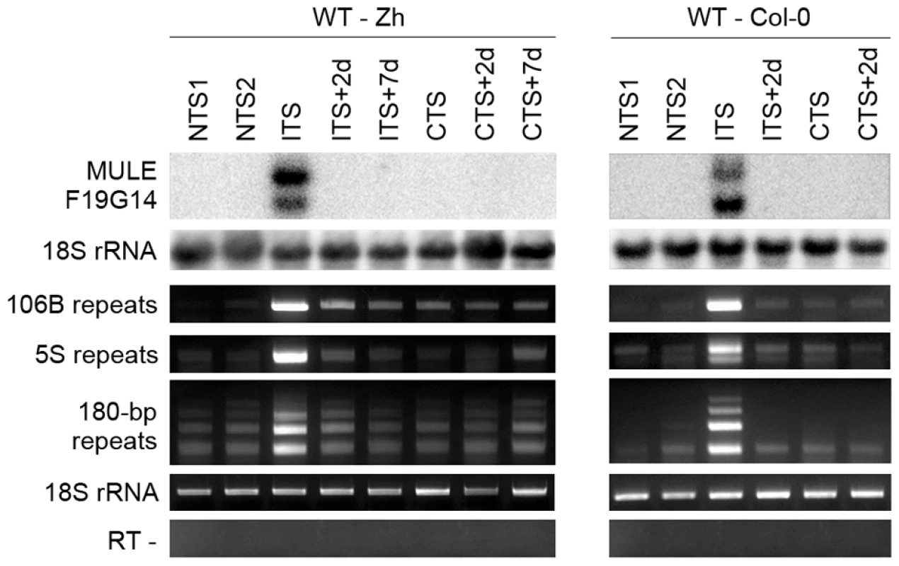Temperature shift induces transient transcriptional activation of endogenous silent loci.