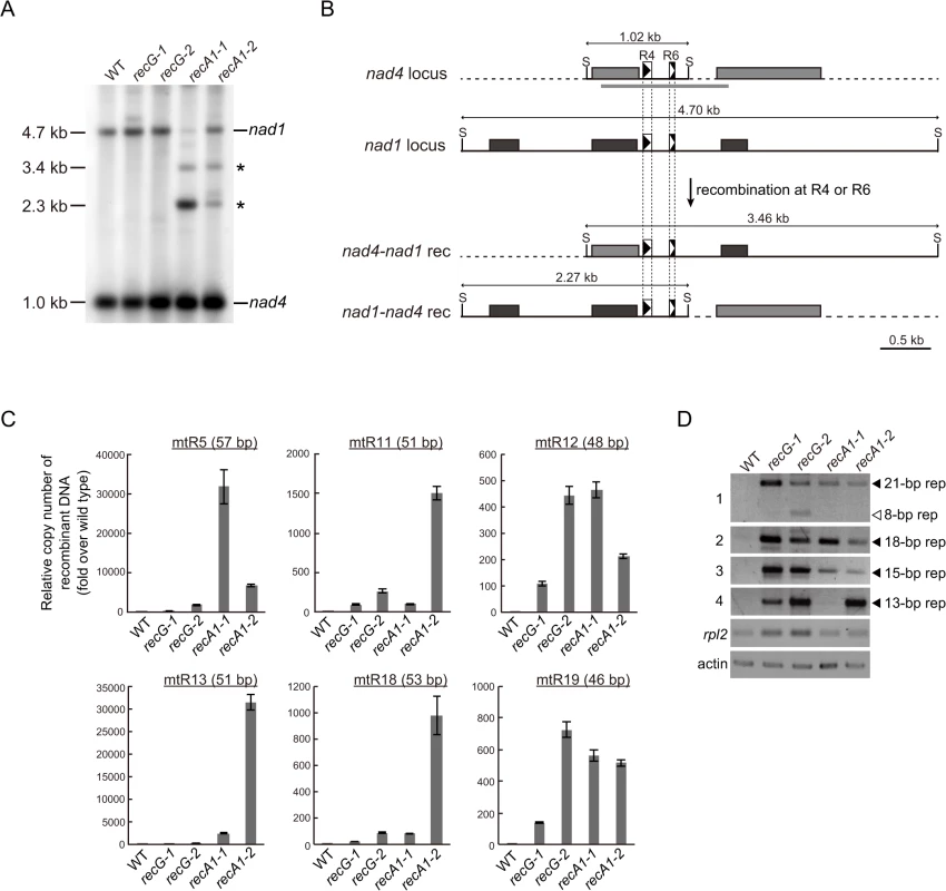 Genomic instability in <i>RECG</i> and <i>RECA1</i> KO mitochondria.