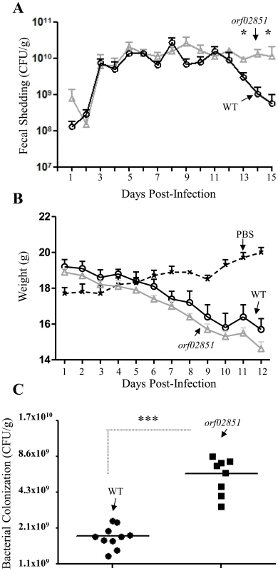 Colonization of C57BL/6 mice with derivatives of <i>C. rodentium</i>.